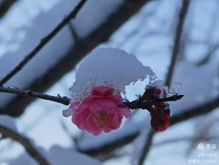 白雪红梅演绎世纪婚恋
